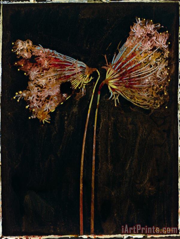 John Douglas Floral Negative II Art Painting