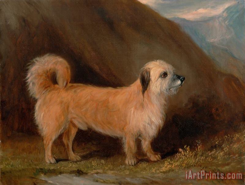 John E. Ferneley Jr. A Dandie Dinmont Terrier Art Print