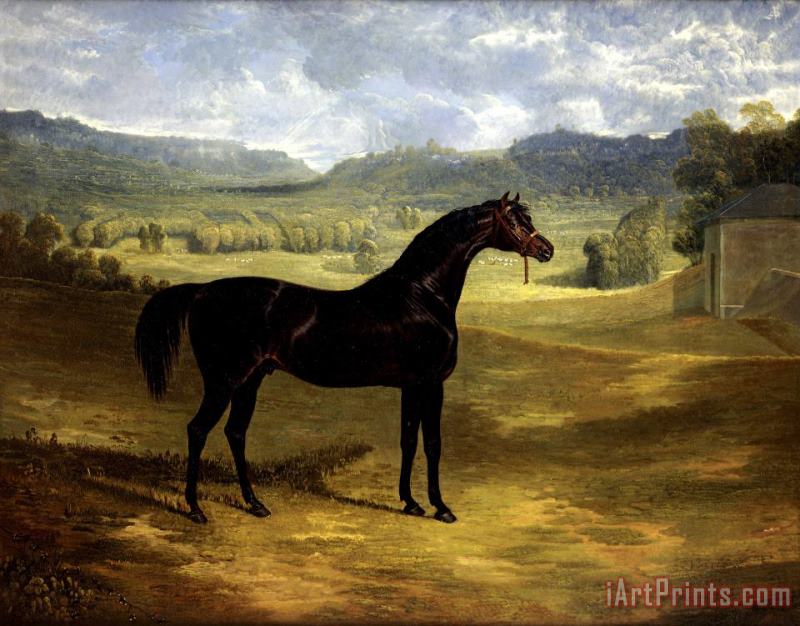 Jack Spigot, a Dark Bay Racehorse in a Paddock at Bolton Hall painting - John Frederick Herring Jack Spigot, a Dark Bay Racehorse in a Paddock at Bolton Hall Art Print
