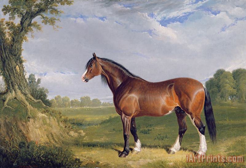A Clydesdale Stallion painting - John Frederick Herring Snr A Clydesdale Stallion Art Print