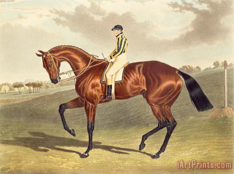 Bay Middleton Winner of the Derby in 1836 painting - John Frederick Herring Snr Bay Middleton Winner of the Derby in 1836 Art Print