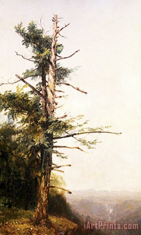 John Frederick Kensett Dying Tree on Mountaintop Art Painting
