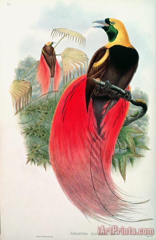 Bird of Paradise painting - John Gould Bird of Paradise Art Print