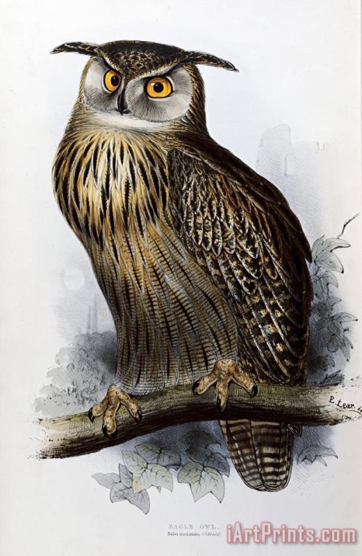 John Gould Eagle Owl Art Print
