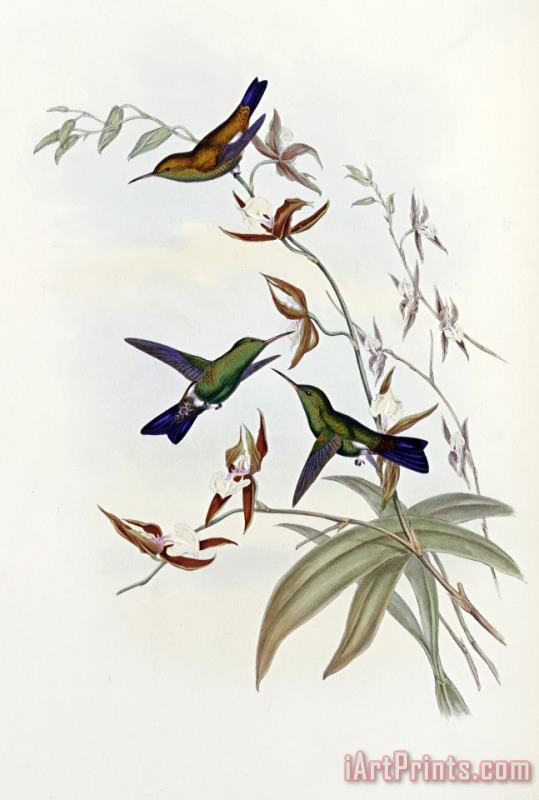 John Gould Family of Hummingbirds Art Print