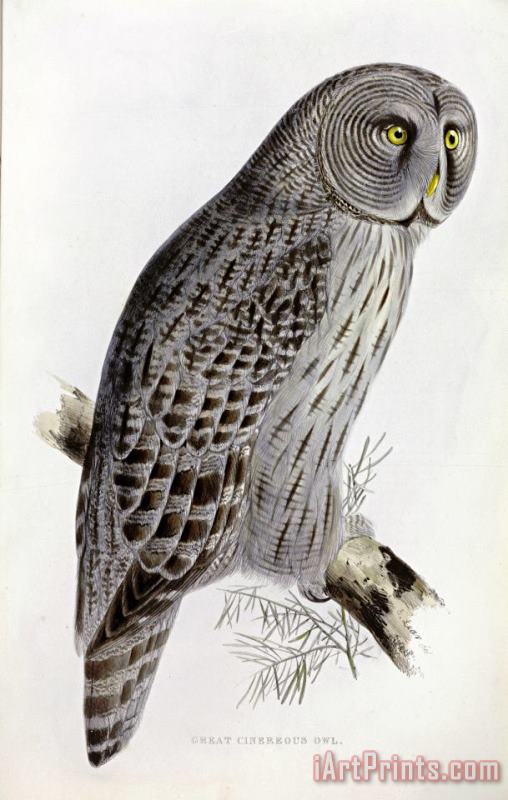 John Gould Great Cinereous Owl Art Painting