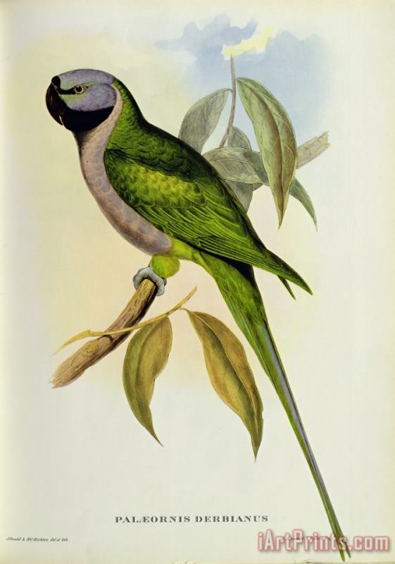 Parakeet painting - John Gould Parakeet Art Print