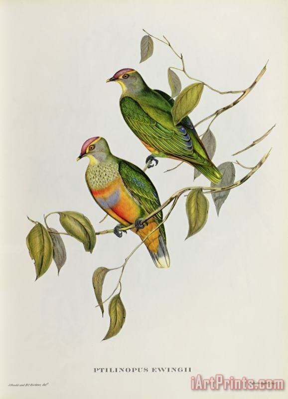 John Gould Ptilinopus Ewingii Art Print
