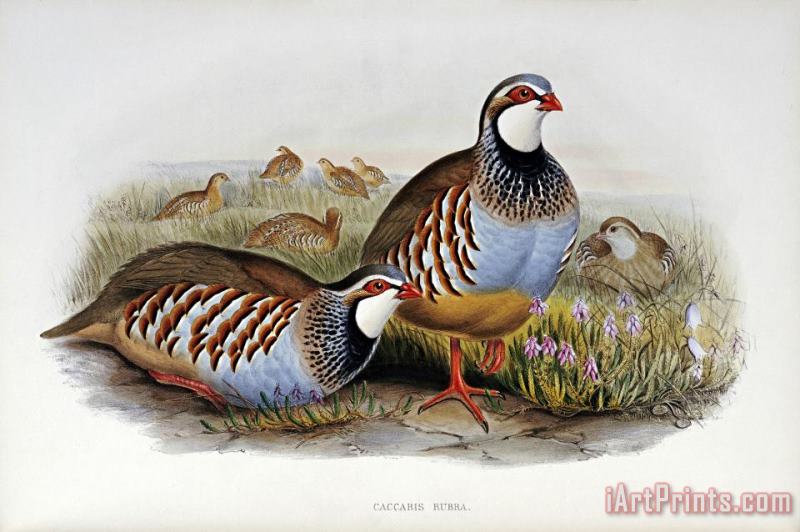 Red Legged Partridges painting - John Gould Red Legged Partridges Art Print