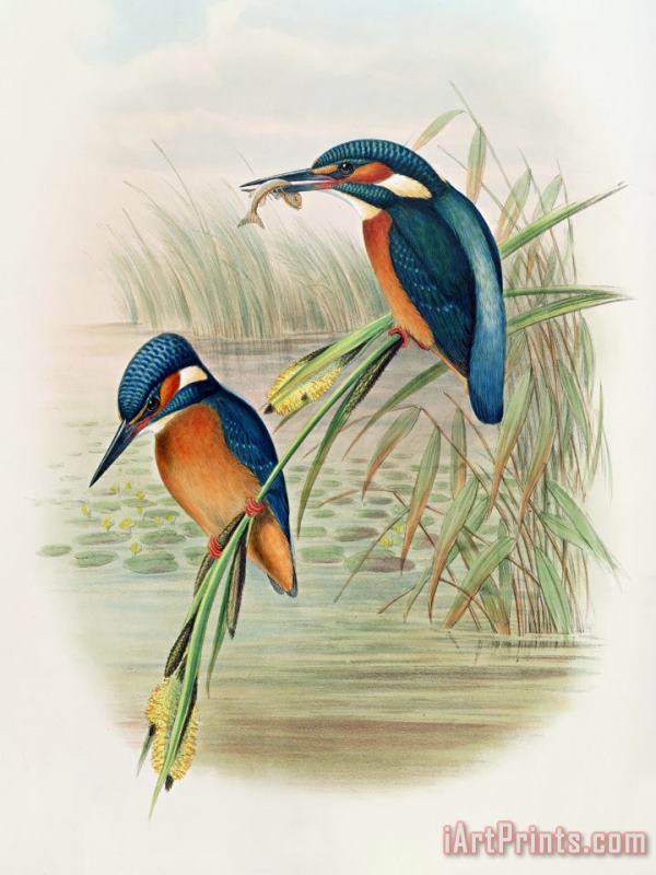 John Gould William Hart Alcedo Ispida Plate From The Birds Of Great Britain By John Gould Art Painting