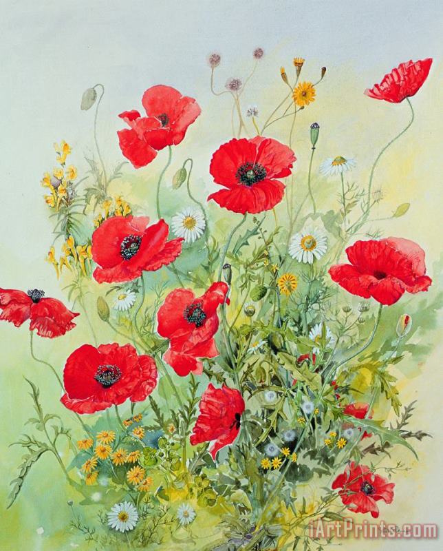 John Gubbins Poppies and Mayweed Art Print