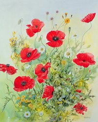 John Gubbins Poppies and Mayweed