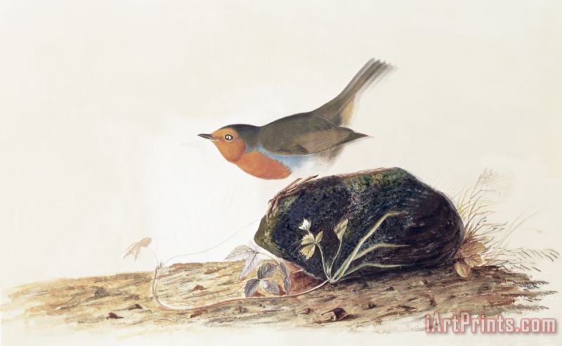 John James Audubon A Robin Perched on a Mossy Stone Art Print