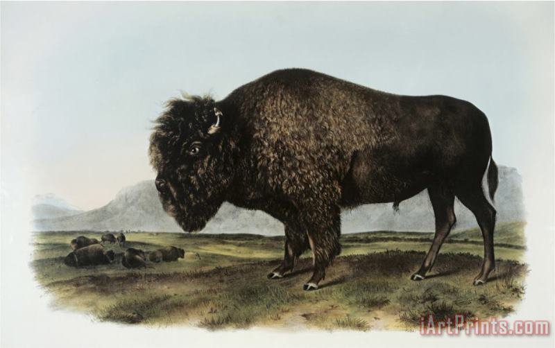 John James Audubon American Bison Or Buffalo Art Painting