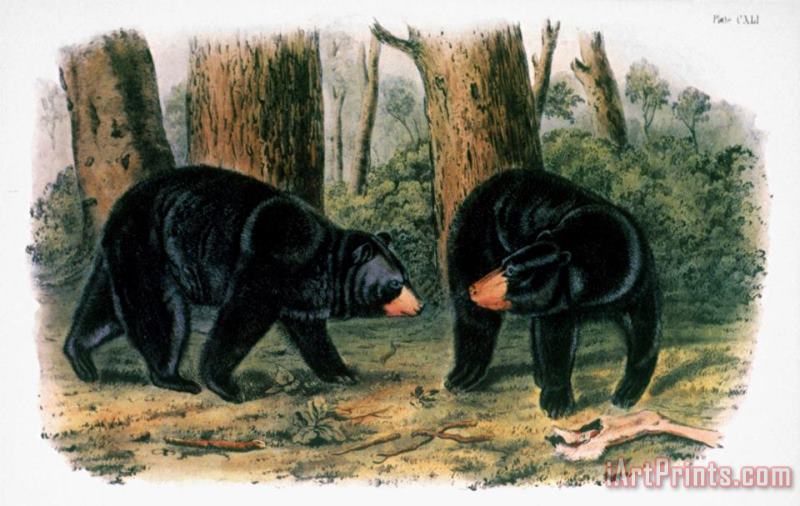 John James Audubon American Black Bear 1844 Art Painting