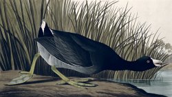John James Audubon American Coot