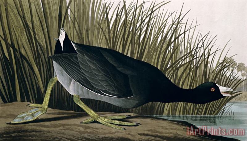 American Coot From Birds of America 1835 painting - John James Audubon American Coot From Birds of America 1835 Art Print