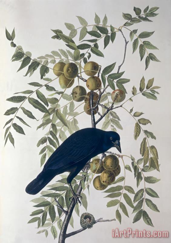 John James Audubon American Crow Art Print