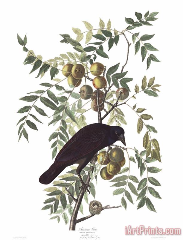 American Crow painting - John James Audubon American Crow Art Print