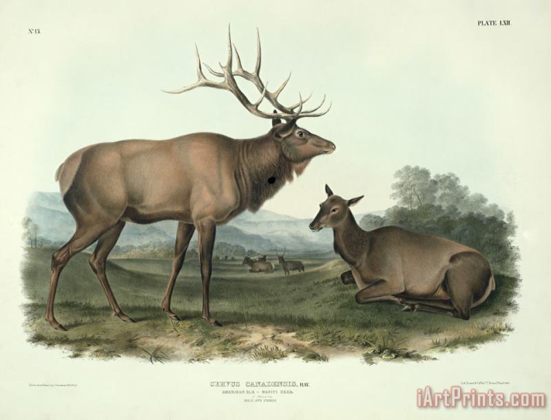 American Elk painting - John James Audubon American Elk Art Print