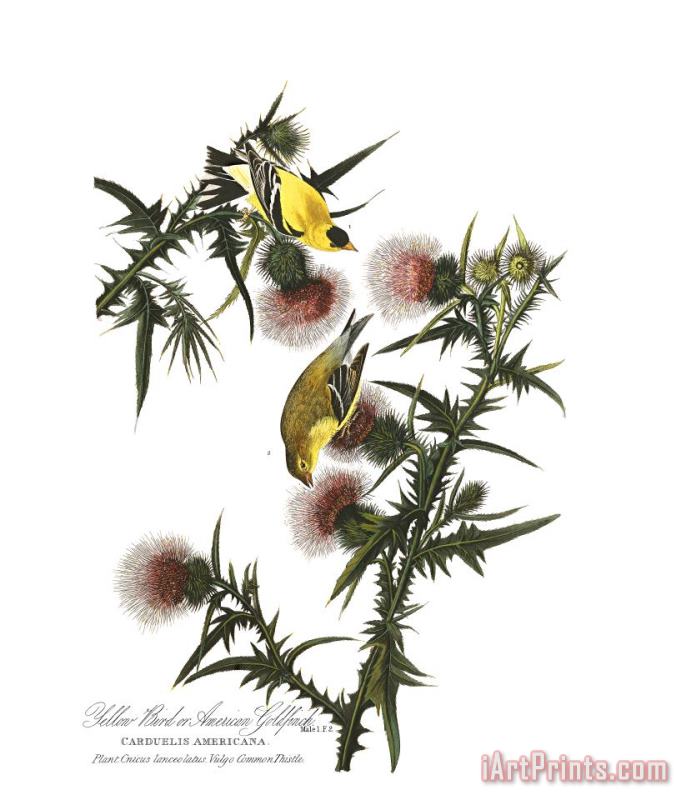 American Goldfinch painting - John James Audubon American Goldfinch Art Print