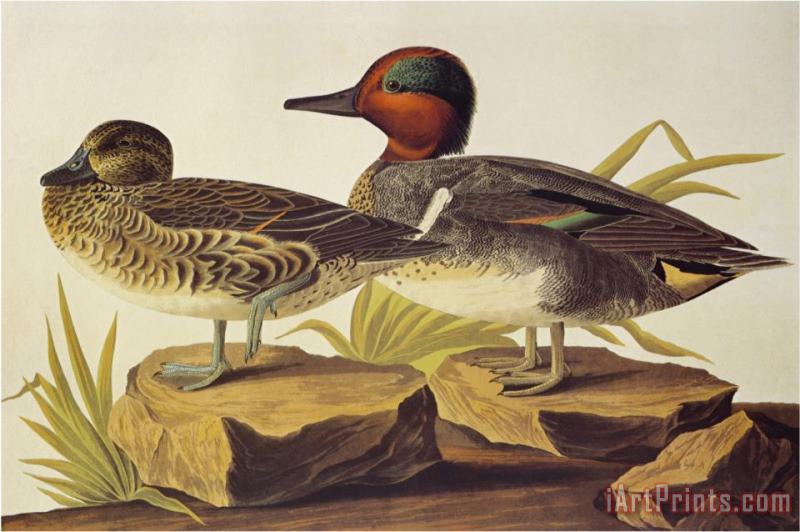 John James Audubon American Green Winged Teal Art Painting