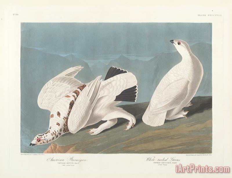 John James Audubon American Ptarmigan Art Painting