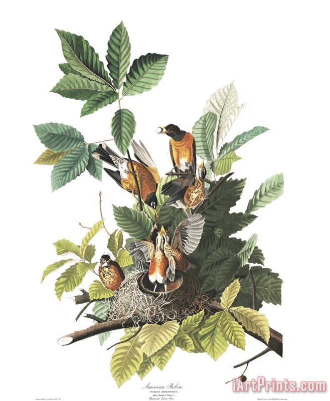American Robin painting - John James Audubon American Robin Art Print