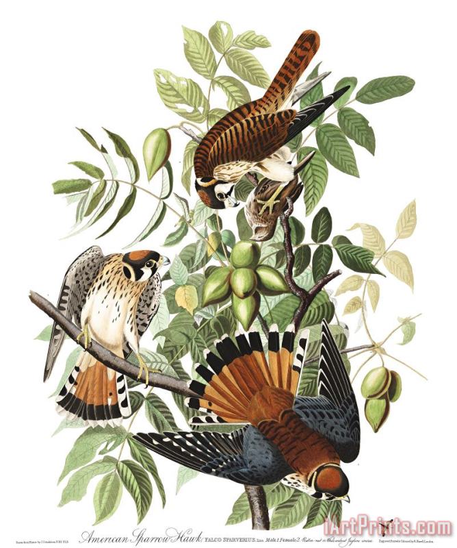 John James Audubon American Sparrow Hawk Art Painting