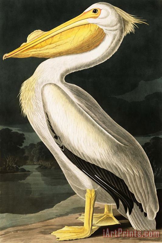 American White Pelican painting - John James Audubon American White Pelican Art Print