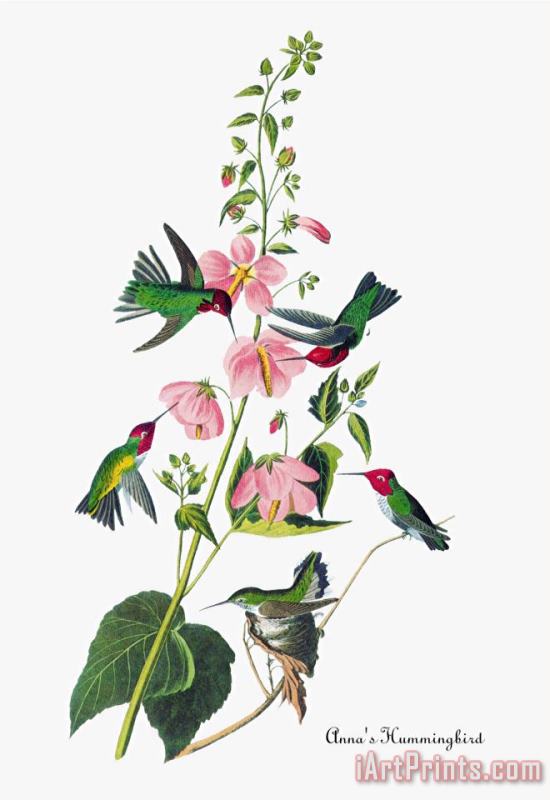 Anna's Hummingbird painting - John James Audubon Anna's Hummingbird Art Print