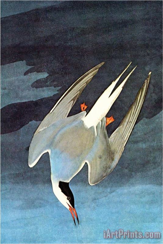 John James Audubon Arctic Tern Art Print