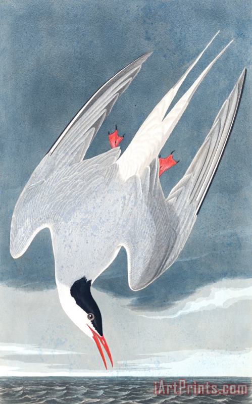Arctic Tern painting - John James Audubon Arctic Tern Art Print