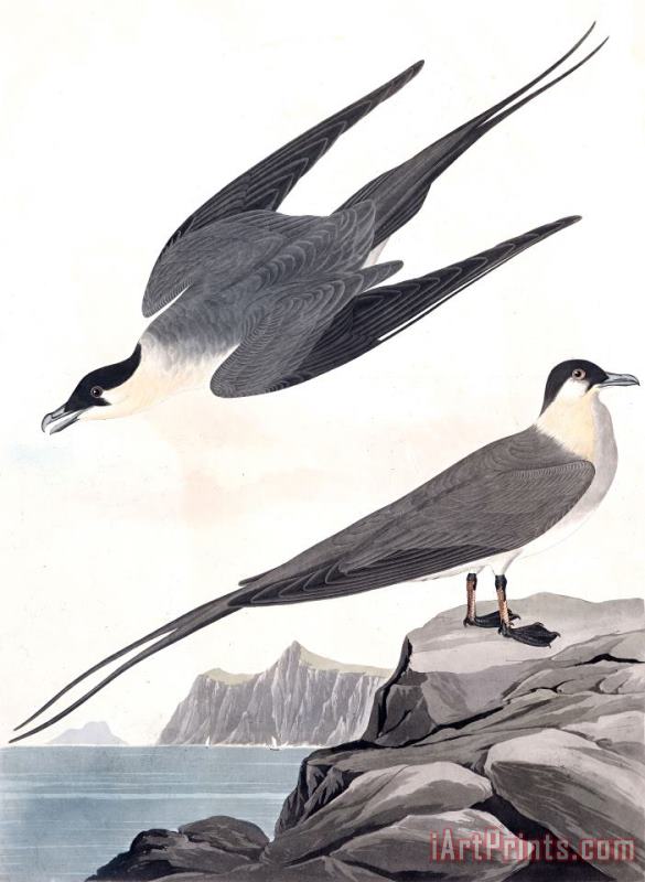 John James Audubon Arctic Yager Art Print