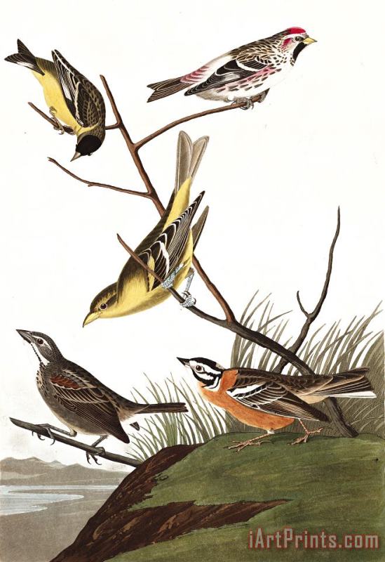 Arkansaw Siskin, Mealy Red Poll, Louisiana Tanager, Townsend's Finch, Buff Breasted Finch painting - John James Audubon Arkansaw Siskin, Mealy Red Poll, Louisiana Tanager, Townsend's Finch, Buff Breasted Finch Art Print