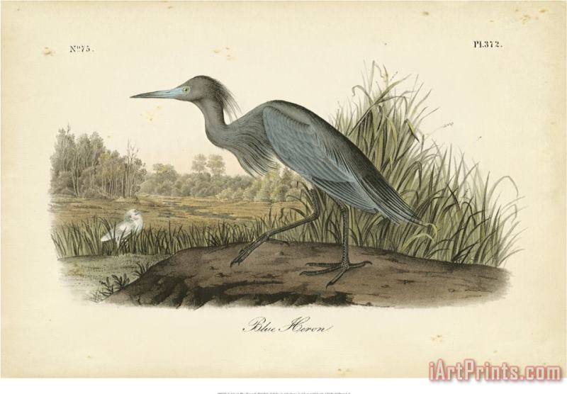 Audubon's Blue Heron painting - John James Audubon Audubon's Blue Heron Art Print