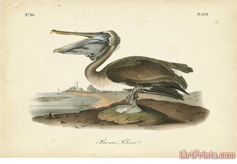 Audubon's Brown Pelican painting - John James Audubon Audubon's Brown Pelican Art Print