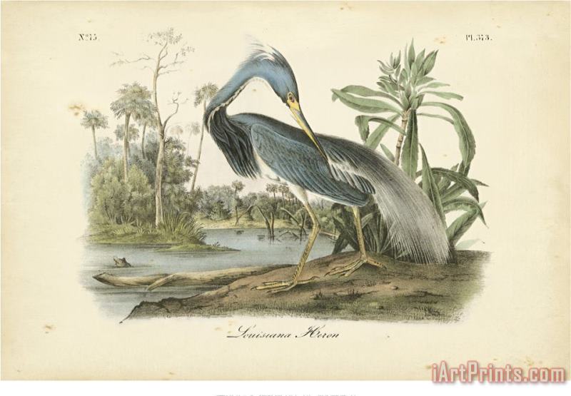 Audubon's Louisiana Heron painting - John James Audubon Audubon's Louisiana Heron Art Print