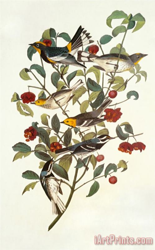 John James Audubon Audubon's Warbler Art Painting