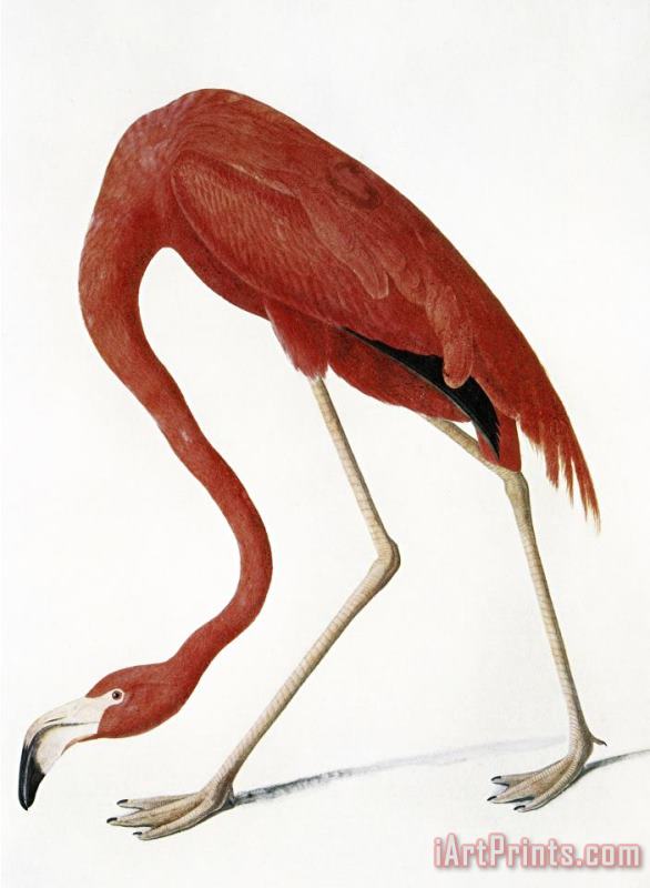 Audubon American Flamingo painting - John James Audubon Audubon American Flamingo Art Print