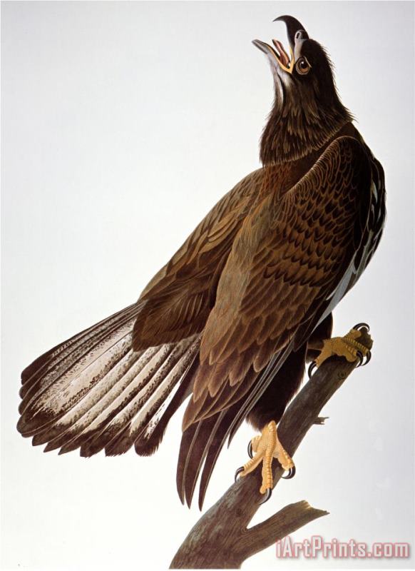 Audubon Bald Eagle painting - John James Audubon Audubon Bald Eagle Art Print
