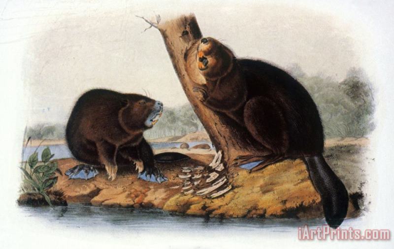 Audubon Beaver 1846 painting - John James Audubon Audubon Beaver 1846 Art Print