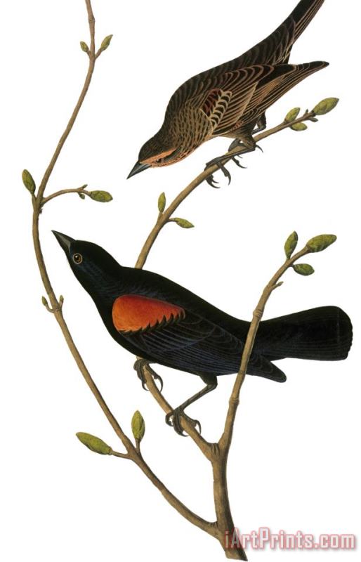 John James Audubon Audubon Blackbird Art Painting