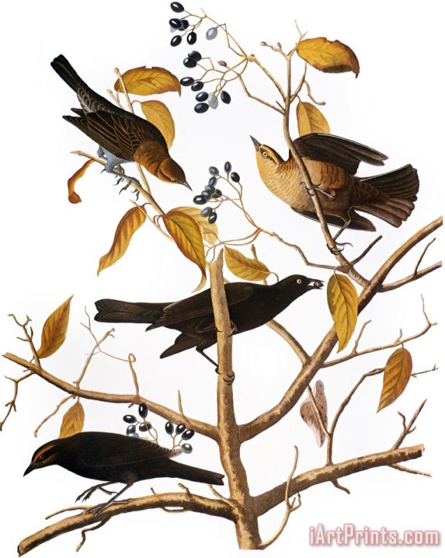 John James Audubon Audubon Blackbird 1827 Art Painting