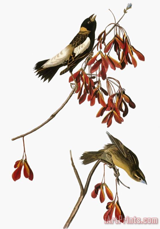 Audubon Bobolink painting - John James Audubon Audubon Bobolink Art Print