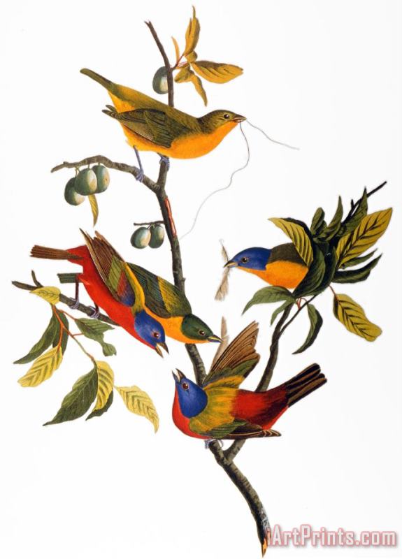 Audubon Bunting 1827 painting - John James Audubon Audubon Bunting 1827 Art Print