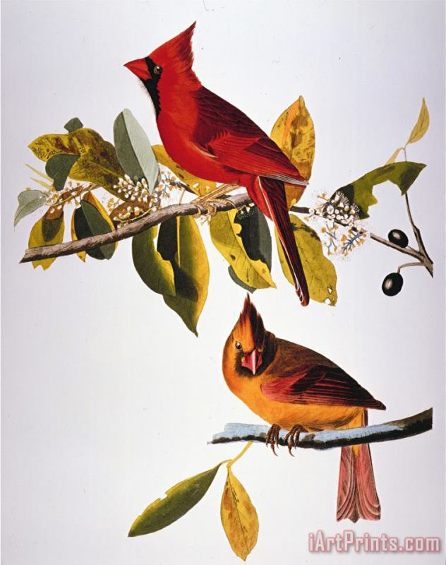 Audubon Cardinal painting - John James Audubon Audubon Cardinal Art Print