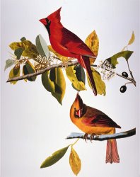 John James Audubon Audubon Cardinal