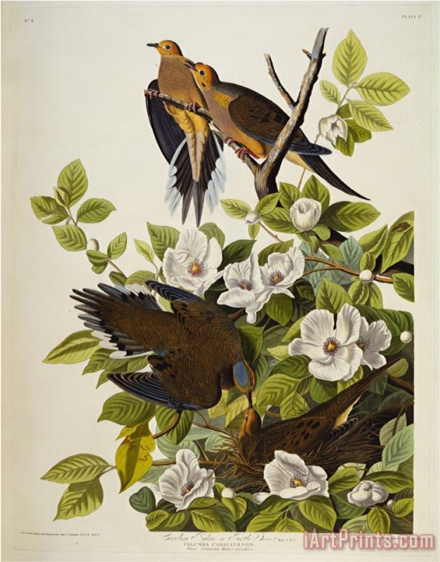 Audubon Carolina Turtledove Mourning Dove painting - John James Audubon Audubon Carolina Turtledove Mourning Dove Art Print