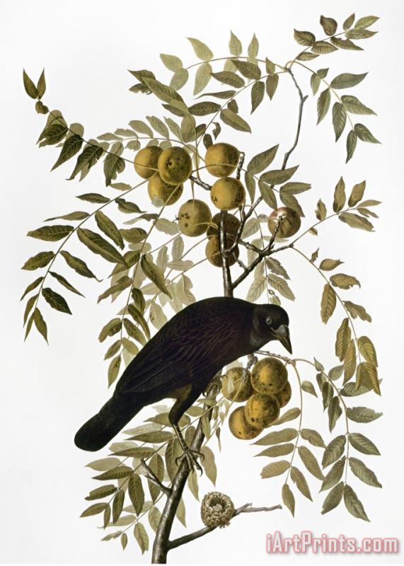 Audubon Crow painting - John James Audubon Audubon Crow Art Print